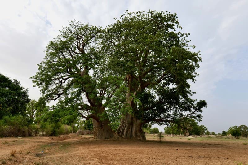 Baobab ingredient
